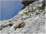 Planina Zajzera - Montaž / Jôf di Montasio